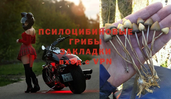 прущие грибы Туринск